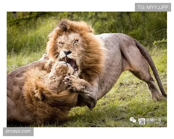 喀麦隆“不可征服狮子”：无畏精神点燃赛场，展现惊人竞争力